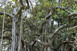 Excursão a pé pela comida e cultura australianas em Sydney (almoço e vinho)