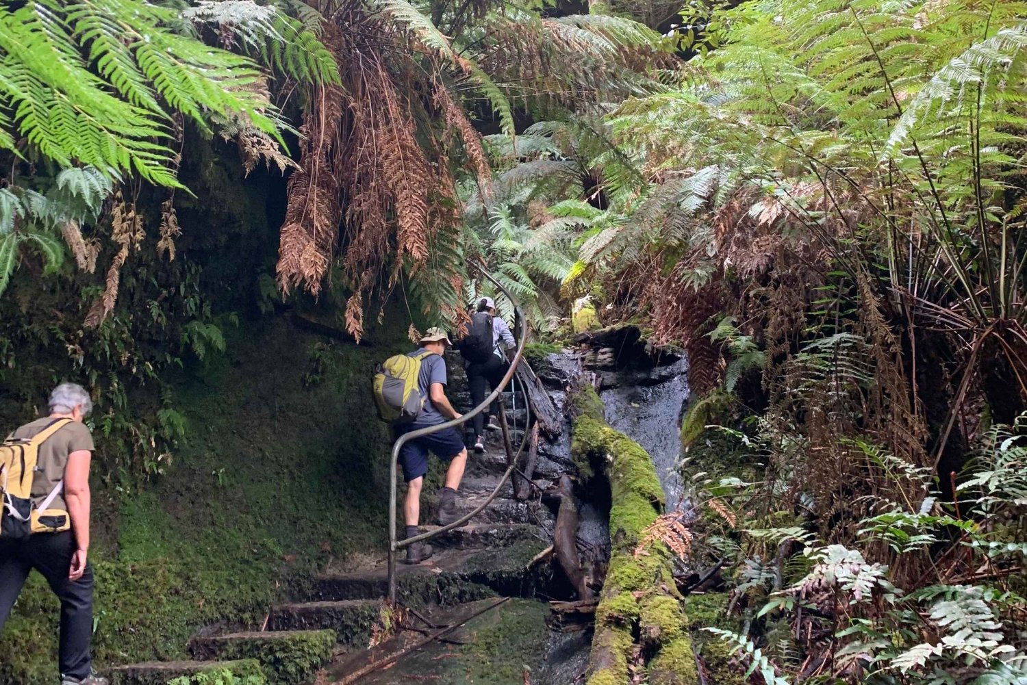 Excursão particular à beleza das Blue Mountains