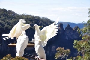 From Sydney: Blue Mountains Deluxe Minivan Group Tour