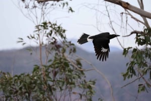 Blue Mountains: Bespoke Private Day Tour from Sydney