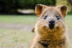 Visite d'une journée dans les montagnes Bleues - Featherdale et les Trois Sœurs (10 personnes maximum)
