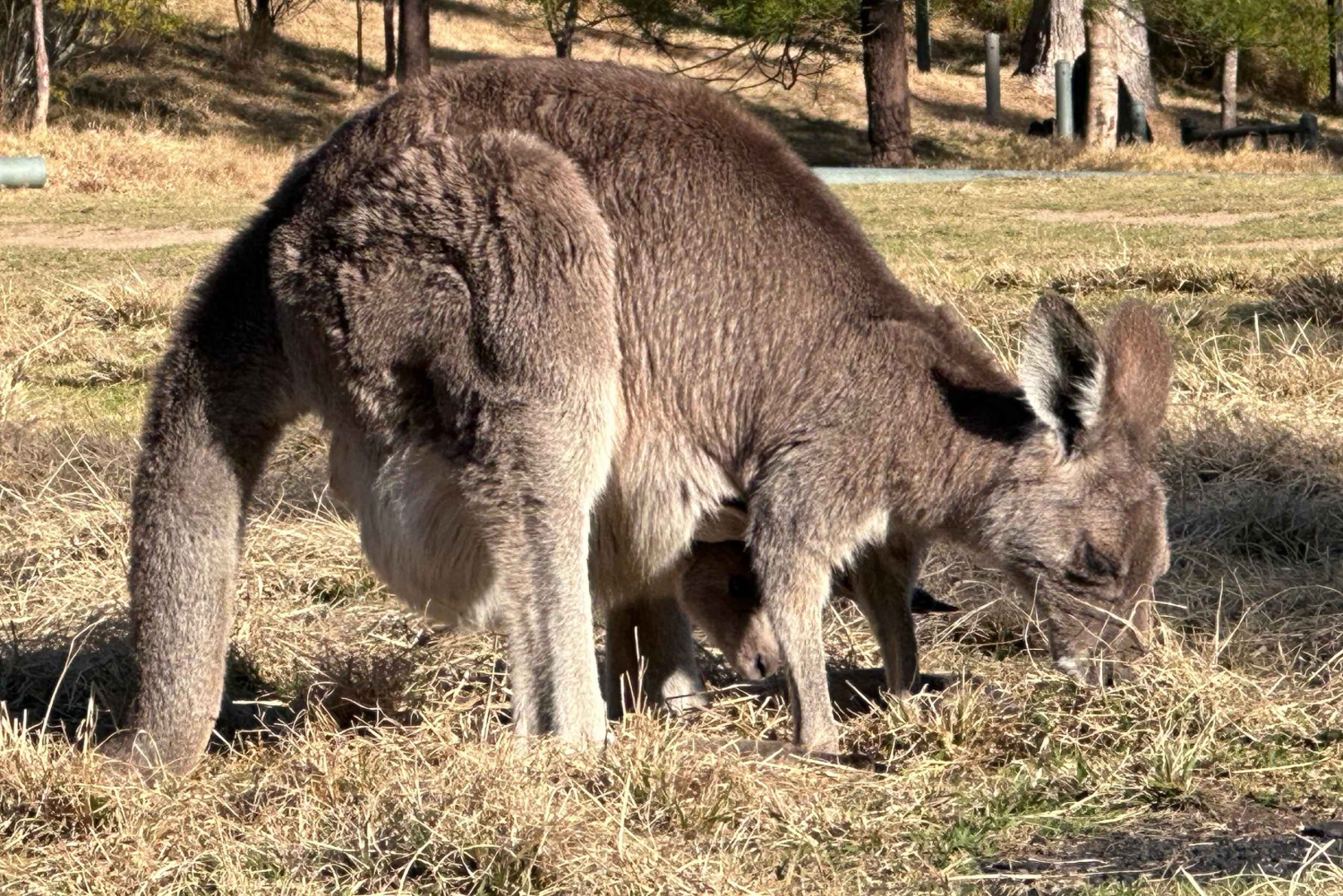 Blue Mountains: Tour guidato di un giorno intero con pranzo