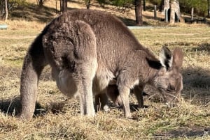 Blue Mountains: Tour guidato di un giorno intero con pranzo