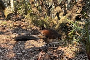 Blue Mountains: Tour guidato di un giorno intero con pranzo