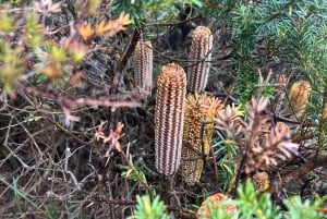 Blue Mountains: Tour guidato di un giorno intero con pranzo