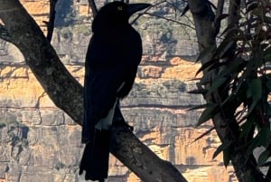 Blue Mountains: Dentro de um Parque Nacional Patrimônio da Humanidade