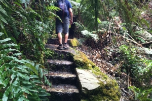 Blue Mountains: Im Inneren eines Welterbe-Nationalparks