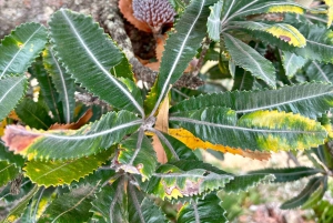 Blue Mountains: Im Inneren eines Welterbe-Nationalparks