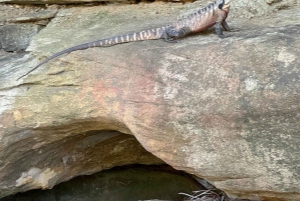 Blue Mountains: Im Inneren eines Welterbe-Nationalparks