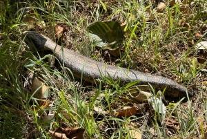 Blue Mountains: Im Inneren eines Welterbe-Nationalparks