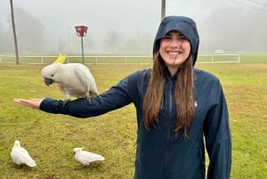 Blue Mountains: Private Panoramatour mit optionalen Stopps