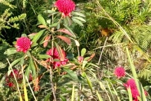 Blue Mountains: Private Panoramatour mit optionalen Stopps