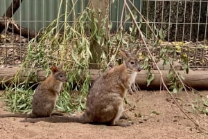 Blue Mountains: tour panoramico privato con soste facoltative
