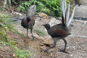 Blue Mountains | Privétour | 1 - 7 personen | Vanaf Sydney