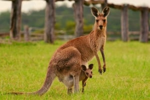 Tour particular pelas Blue Mountains saindo de Sydney