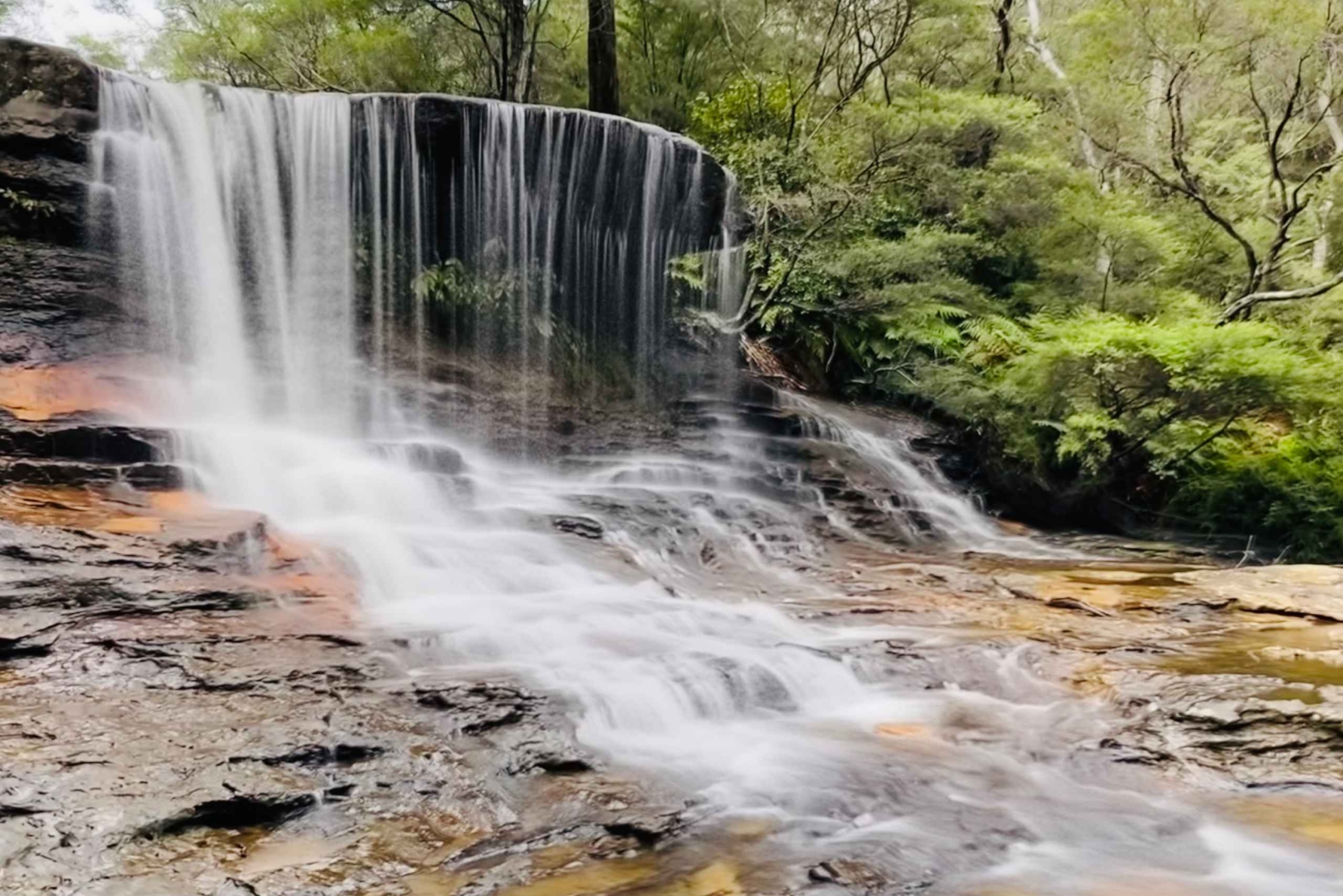 フェザーデール・ワイルドライフ・パークと行くブルーマウンテンズ・プライベートツアー