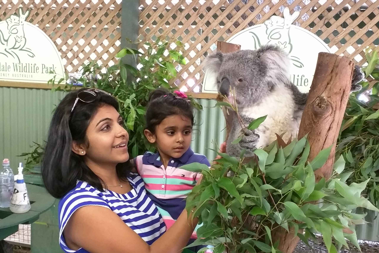 フェザーデール・ワイルドライフ・パークと行くブルーマウンテンズ・プライベートツアー