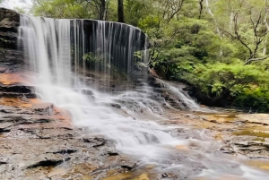 フェザーデール・ワイルドライフ・パークと行くブルーマウンテンズ・プライベートツアー