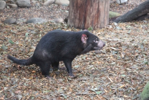 フェザーデール・ワイルドライフ・パークと行くブルーマウンテンズ・プライベートツアー