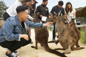 Blue Mountains: Scenic World, Zoo, Koala Photo with Lunch