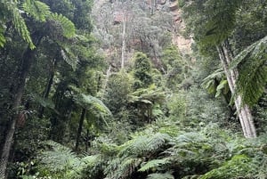 Blue Mountains: Scenic World, Zoo, Koala Photo with Lunch