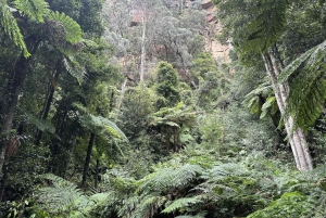 Blue Mountains: Scenic World, Zoo, Koala Photo with Lunch