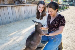 Blue Mountains: Scenic World, Zoo, Koala Photo with Lunch