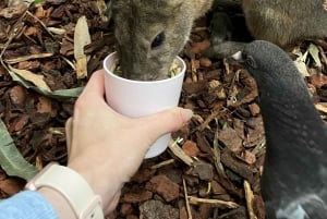 Blue Mountains: Scenic World, Skyway, Zoo & Wombat-foton