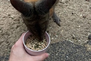 Blue Mountains: Scenic World, Skyway, Zoo & Wombat-foton