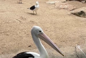 Blue Mountains: Scenic World, Skyway, Zoo & Wombat-foton