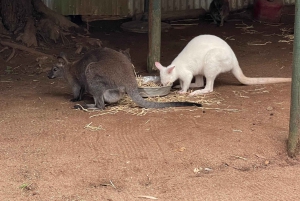 Blue Mountains: Scenic World, Skyway, Zoo & Wombat-foton