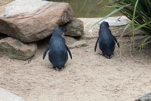 Blue Mountains: Scenic World, Skyway, Zoo & Wombat-foton