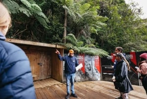 From Sydney: Blue Mountains Guide Tour, Scenic World & Lunch