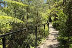 Blue Mountains Tour, Katoomba Falls & Cockatoos Small Group