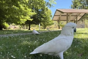 Blue Mountains Tour, Katoomba Falls & Cockatoos Small Group