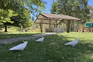 Blue Mountains Tour, Katoomba Falls & Cockatoos Small Group