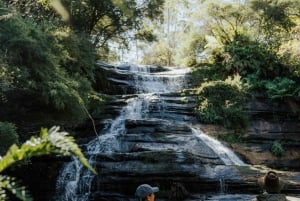 Tour delle Blue Mountains - Scenic World, Featherdale (max 10 persone)