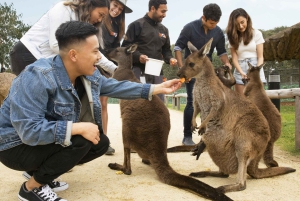 Tour delle Blue Mountains con pranzo: Scenic World, zoo e foto con il koala
