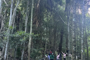 Tour delle Blue Mountains con pranzo: Scenic World, zoo e foto con il koala