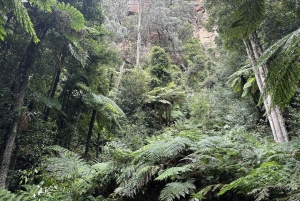 Tour delle Blue Mountains con pranzo: Scenic World, zoo e foto con il koala