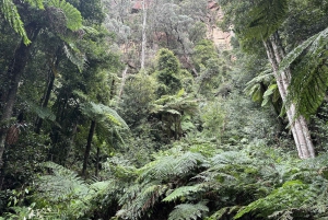 Tour delle Blue Mountains con pranzo: Scenic World, zoo e foto con il koala