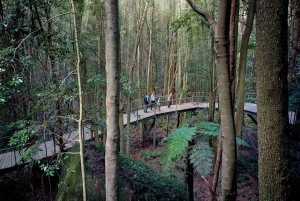 Tour delle Blue Mountains con pranzo: Scenic World, zoo e foto con il koala