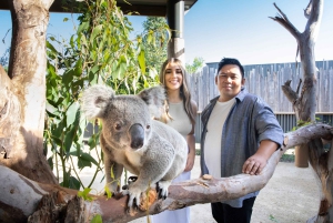 Tour delle Blue Mountains con pranzo: Scenic World, zoo e foto con il koala