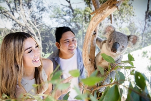 Tour delle Blue Mountains con pranzo: Scenic World, zoo e foto con il koala