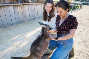 Tour delle Blue Mountains con pranzo: Scenic World, zoo e foto con il koala