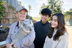 Tour delle Blue Mountains con pranzo: Scenic World, zoo e foto con il koala