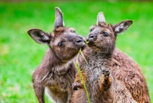 Blue Mountains Tour with Scenic World, Zoo&Bilingual Driver