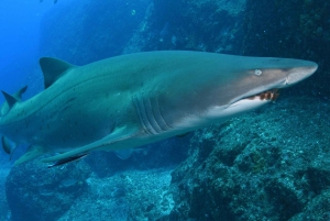 Bondi: Shark Dive at Bushrangers Bay for Certified Divers