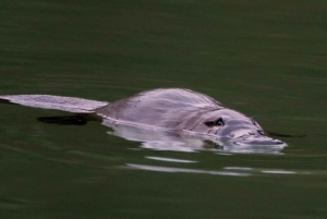 From Sydney: Off-Road Full-Day Wildlife Tour with Meals