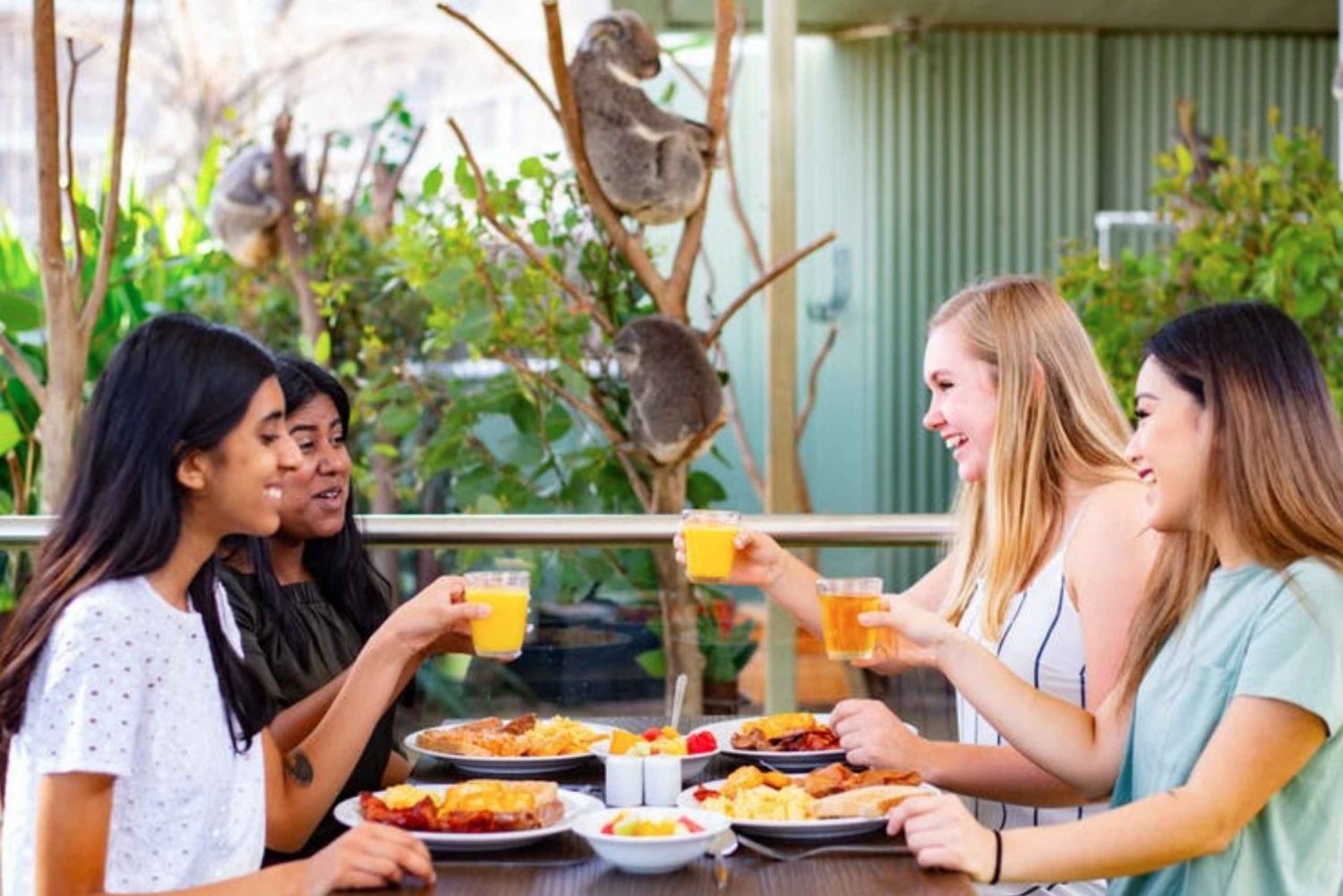 Café da Manhã com Coalas no Zoológico WILD LIFE Sydney